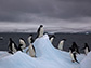 Autonomous multi-drone aerial surveys of Antarctic penguin colonies