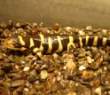 Adult Barred Tiger Salamander.