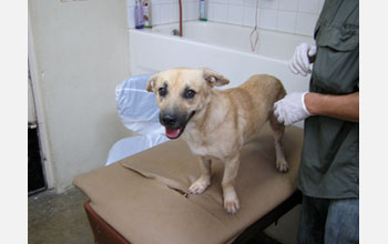 Photo of a dog on a table adjacent to person with gloved hands.