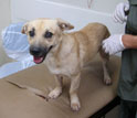 Photo of a dog on a table adjacent to person with gloved hands.