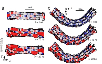 two stages in the temporal evolution of synthetic DNA nanostructures  imaged through Stampede