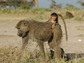 A four-month-old infant baboon rides on its mother's back in Amboseli, Kenya.