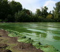 Photo of the Lake Erie shore with algae bloom in 2011