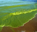 Algae wash ashore in waves on Lake Erie's shore.