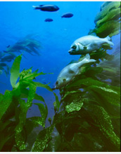 Photo of fish and a kelp forest.