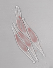 Phaeodactylum tricornutum diatoms