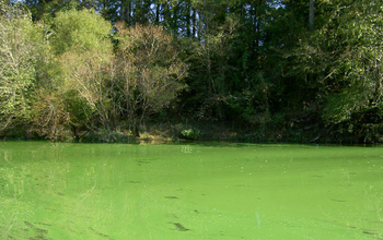 A toxic algae bloom covering North Carolina's Cape Fear River.