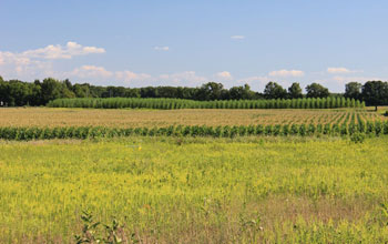 NSF KBS LTER site experimental plot with corn and hybrid poplar