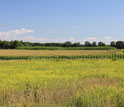 NSF KBS LTER site experimental plot with corn and hybrid poplar