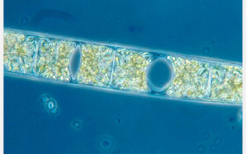 Close-up image of a diatom, which contains symbiotic bacteria that take nitrogen from the air.
