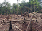 slash and burn agriculture in the Amazon