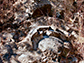 giant mounds of fossil stromatolites