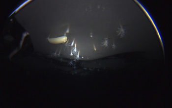 A new species of sea anemone living in the underside of the Ross Ice Shelf, Antarctica