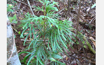 Photo of a Fokienia tree seedling.