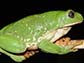 Mexican leaf frog
