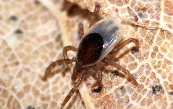 A nymphal blacklegged tick on leaf litter