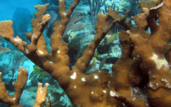 Colonies of elkhorn coral under water