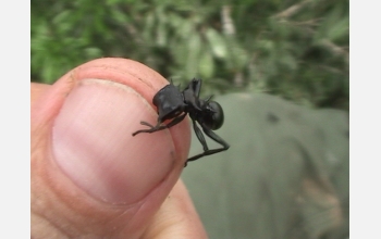 Ant on finger