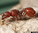 a red harvester ant, Pogonomyrmex barbatus.