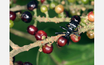 Tropical ant infected with parasitic nematode looks disguised as a berry