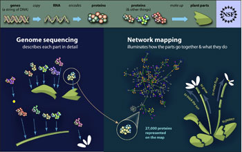 Interactions between previously sequenced <em>Arabidopsis</em> proteins