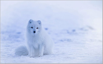 arctic fox