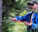 Photo of tree cored in Alaska to retrieve its tree rings, which reflect historical temperatures.