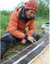 Photo of a sediment core from a lake in Alaska showing multiple layers of volcanic ash.