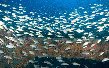 Artificial reefs