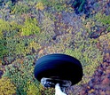 Aerial photo showing color differentiation of genetically distinct aspen clones in Wisconsin.