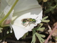 Green sweat bee or 'peridot bee'