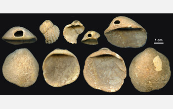 Perforated marine shells from Cueva Antón, a Neanderthal-associated site