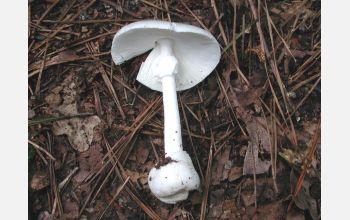 <em>Amanita virosa</em> fungi