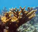 Photos of a healthy coral reef on left and a coral reef degraded by acid waters on right.