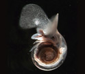 Photo of a pteropod.