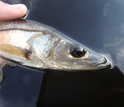 Picture of a juvenile common snook in Tarpon Bay, Everglades National Park.