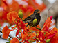 A vocal learning Darwin's small ground finch, one of 17 Darwin's finch species on the Galápagos Islands.