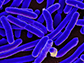 colorized E. coli