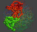 Illustration of 3-D structure of the human genome, in a stretch of DNA inside a fractal globule.