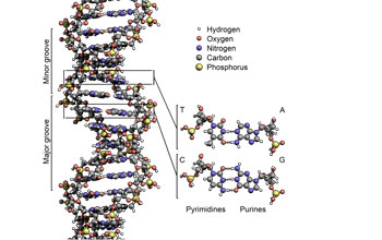 Illustration of DNA showing 4 bases: adenine; cytosine; guanine; thymine. Also major/minor groove.