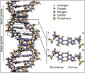 Illustration of DNA showing 4 bases: adenine; cytosine; guanine; thymine. Also major/minor groove.