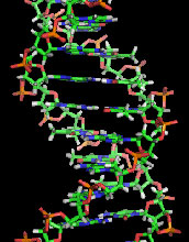 illustration Structure of a DNA section: the bases lie horizontally between the 2 spiraling strands