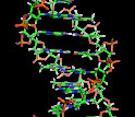 illustration Structure of a DNA section: the bases lie horizontally between the 2 spiraling strands