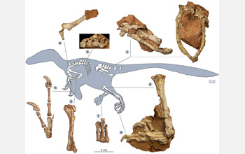 A reconstruction showing the skeletal anatomy of Balaur bondoc.