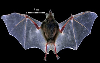 Bat with wings open
