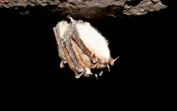 Photo of a hibernating little brown bat with white-nose syndrome in a N.Y. state mine.