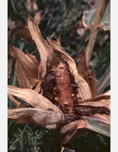 Photo of corn damaged by insects.