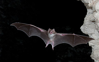 Photo of a vampire bat.