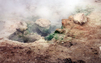 Green alga Galdieria on rocks near a steamy Yellowstone hot spring.