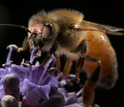 closeup of honeybee on flower